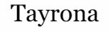Logo Tayrona